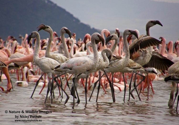 WildLife Photos of Birds, Spoonbills, Flamingos & others, Lesser Flamingo, Phoeniconaias minor